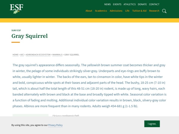 Screenshot of website