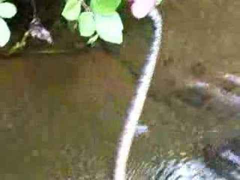 Banded Water Snake