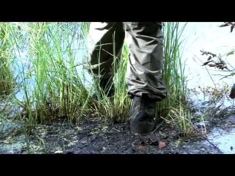 Northern Water Snake
