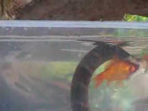 Water snake hunts and catches fish