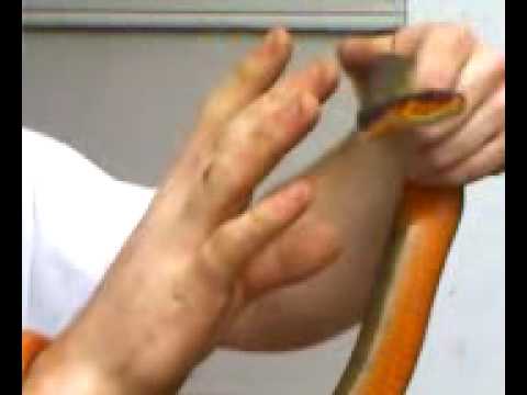 sean getting owned by a water snake