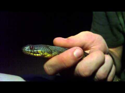 Diamondback Water Snake