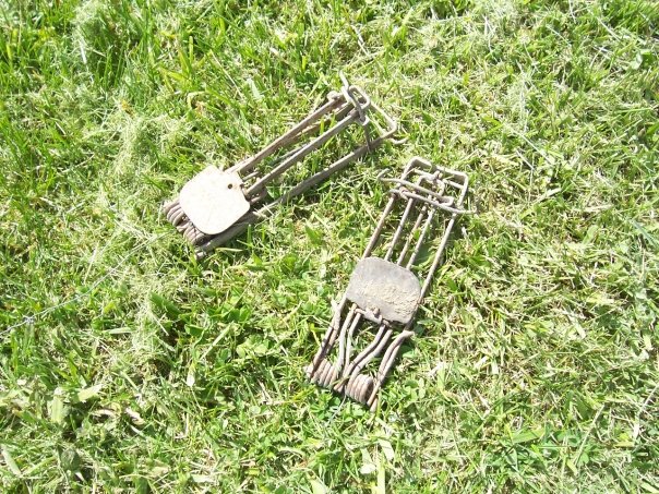 Best Gopher Traps Review 2021: How To Pick The Best One?