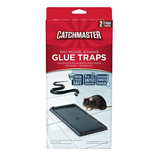 Best Glue Traps For Rats: How to Catch a Smart Rat in 2021