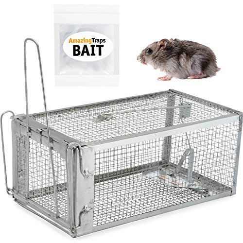 The Best Mouse Trap: 4 ways to choose bait will make you satisfied
