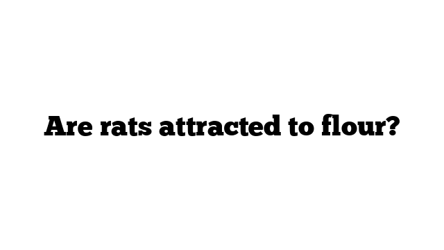 Are rats attracted to flour?