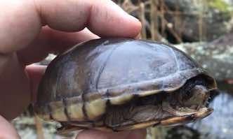 Eastern Mud Turtle