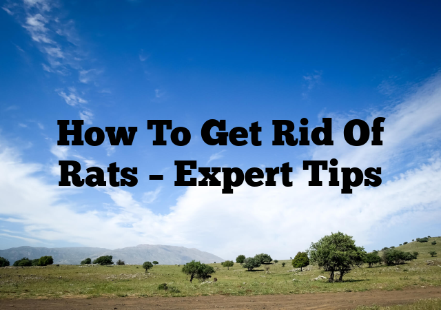 How To Get Rid Of Rats – Expert Tips