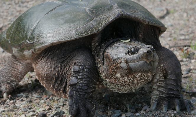 Snapping Turtle New Brunswick-Canada