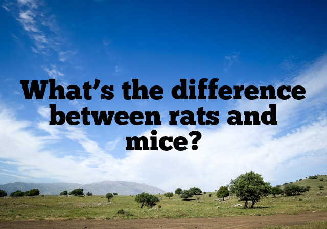 What’s the difference between rats and mice?