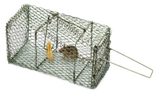 Best Minnow Trap: What Is The Best Bait You Should Use To Catch Minnows?