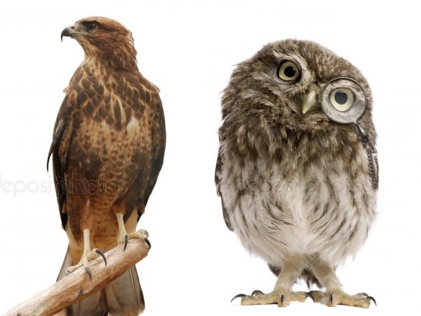 How to get rid of Owls: 5 Ways to Keep Hawks Away