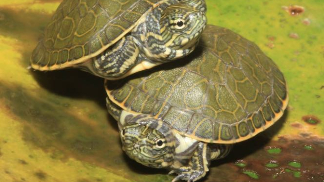 How to Take Care of Chicken Turtle: Everything You Need to Know