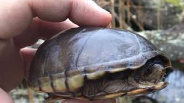 How to Take Care of Mud Turtle: Everything You Need to Know