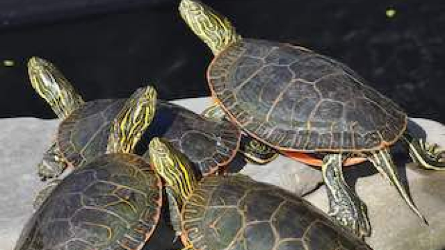 How to Take Care of Painted Turtle: Everything You Need to Know