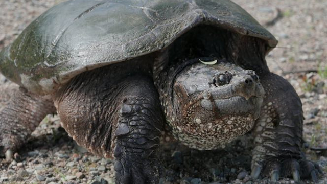 How to Take Care of Snapping Turtle: Everything You Need to Know