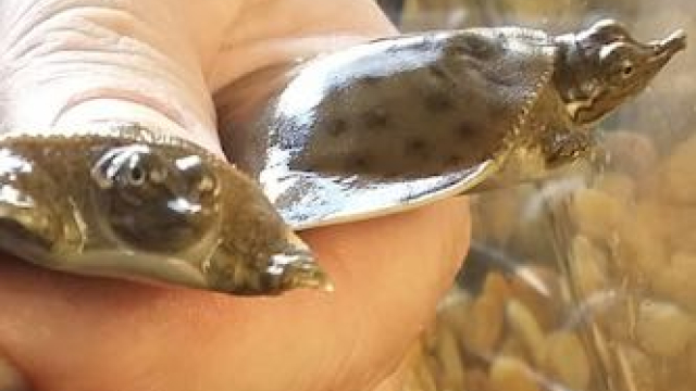 How to Take Care of Softshell Turtle: Everything You Need to Know