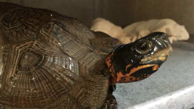 How to Take Care of Wood Turtle: Everything You Need to Know